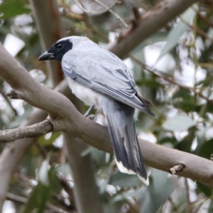 Coracina novaehollandiae at Acton, ACT - 10 Jan 2019 09:41 AM