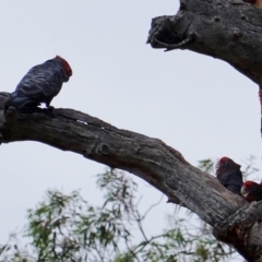 Callocephalon fimbriatum (Gang-gang Cockatoo) at Hughes, ACT - 10 Jan 2019 by JackyF