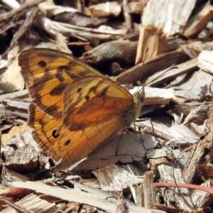 Heteronympha merope at Acton, ACT - 10 Jan 2019 11:09 AM