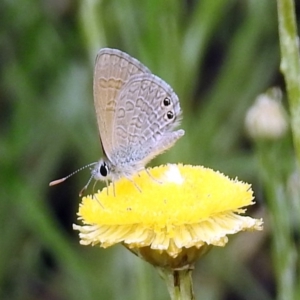 Nacaduba biocellata at Acton, ACT - 10 Jan 2019 11:24 AM