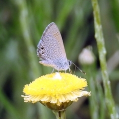 Nacaduba biocellata at Acton, ACT - 10 Jan 2019 11:24 AM