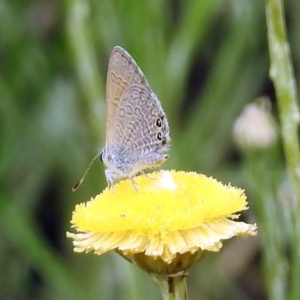 Nacaduba biocellata at Acton, ACT - 10 Jan 2019 11:24 AM