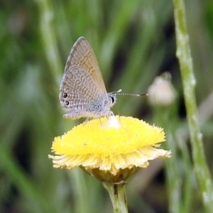 Nacaduba biocellata at Acton, ACT - 10 Jan 2019 11:24 AM