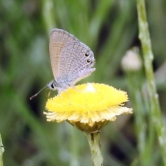 Nacaduba biocellata at Acton, ACT - 10 Jan 2019 11:24 AM