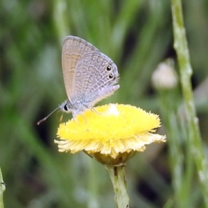 Nacaduba biocellata at Acton, ACT - 10 Jan 2019 11:24 AM