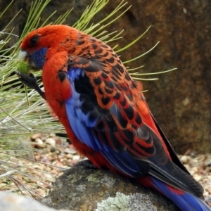 Platycercus elegans at Canberra Central, ACT - 10 Jan 2019