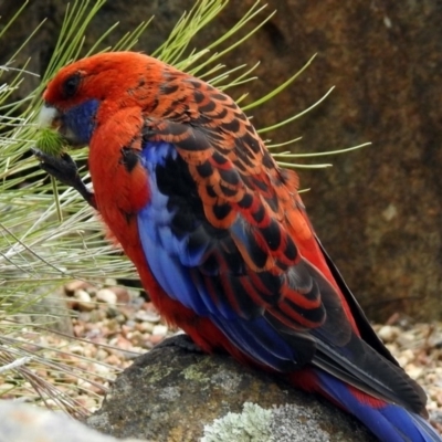 Platycercus elegans (Crimson Rosella) at Canberra Central, ACT - 10 Jan 2019 by RodDeb