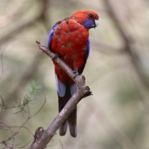 Platycercus elegans at Canberra Central, ACT - 10 Jan 2019