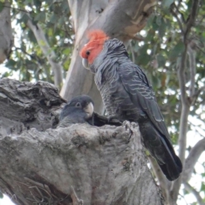 Callocephalon fimbriatum at Deakin, ACT - 10 Jan 2019