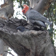 Callocephalon fimbriatum at Deakin, ACT - 10 Jan 2019