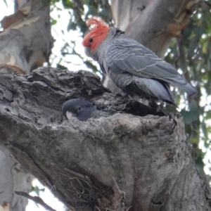 Callocephalon fimbriatum at Deakin, ACT - 10 Jan 2019