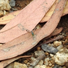 Heteropsilopus sp. (genus) at Acton, ACT - 10 Jan 2019 10:10 AM