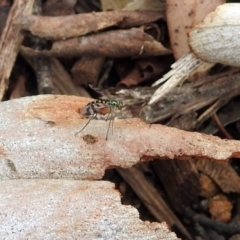 Heteropsilopus sp. (genus) at Acton, ACT - 10 Jan 2019 10:10 AM