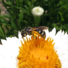 Lasioglossum (Chilalictus) sp. (genus & subgenus) (Halictid bee) at Acton, ACT - 10 Jan 2019 by RodDeb