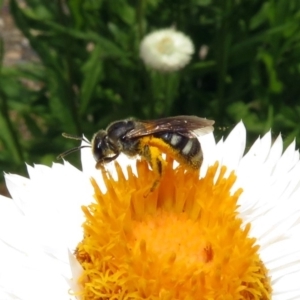 Lasioglossum (Chilalictus) sp. (genus & subgenus) at Acton, ACT - 10 Jan 2019