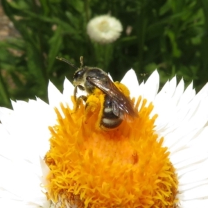 Lasioglossum (Chilalictus) sp. (genus & subgenus) at Acton, ACT - 10 Jan 2019 01:01 PM