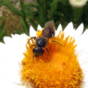 Lasioglossum (Chilalictus) sp. (genus & subgenus) at Acton, ACT - 10 Jan 2019 01:01 PM