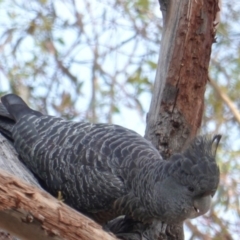 Callocephalon fimbriatum (Gang-gang Cockatoo) at Hughes, ACT - 10 Jan 2019 by JackyF