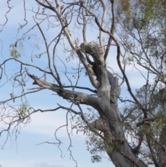 Callocephalon fimbriatum at Hughes, ACT - suppressed