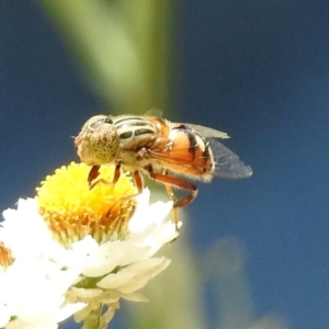 Eristalinus punctulatus at Acton, ACT - 10 Jan 2019 11:36 AM