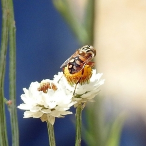 Eristalinus punctulatus at Acton, ACT - 10 Jan 2019 11:36 AM