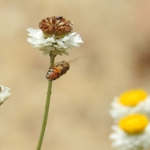 Eristalinus punctulatus at Acton, ACT - 10 Jan 2019 11:36 AM