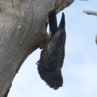 Callocephalon fimbriatum (Gang-gang Cockatoo) at Deakin, ACT - 10 Jan 2019 by JackyF