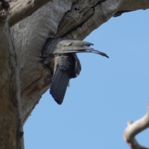 Callocephalon fimbriatum at Deakin, ACT - 10 Jan 2019