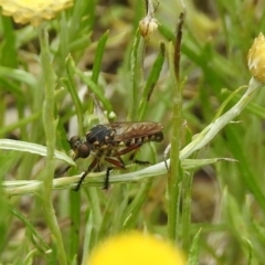 Thereutria amaraca (Spine-legged Robber Fly) at Acton, ACT - 10 Jan 2019 by RodDeb