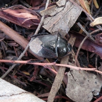 Adrisa sp. (genus) (Burrowing Bug) at Acton, ACT - 10 Jan 2019 by RodDeb