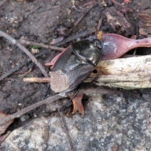Adrisa sp. (genus) at Acton, ACT - 10 Jan 2019 11:19 AM