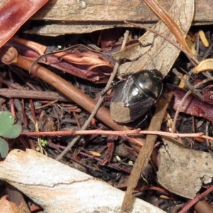 Adrisa sp. (genus) at Acton, ACT - 10 Jan 2019 11:19 AM