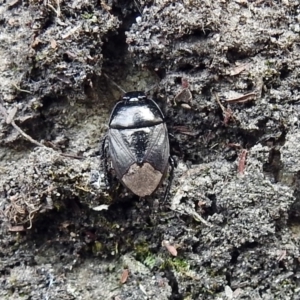 Adrisa sp. (genus) at Acton, ACT - 10 Jan 2019 11:19 AM