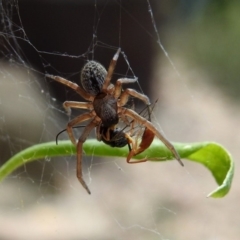 Badumna (genus) (Lattice-web spider) at Acton, ACT - 10 Jan 2019 by RodDeb