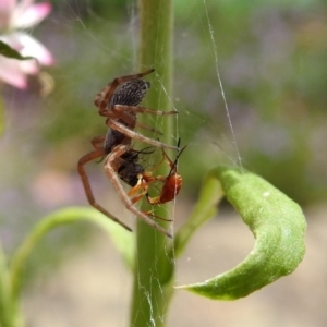 Badumna sp. (genus) at Acton, ACT - 10 Jan 2019 12:51 PM