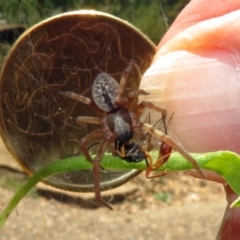 Badumna sp. (genus) at Acton, ACT - 10 Jan 2019 12:51 PM