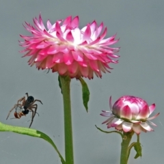 Badumna (genus) at Acton, ACT - 10 Jan 2019 12:51 PM