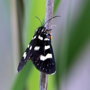 Phalaenoides tristifica at Paddys River, ACT - 7 Jan 2019 12:59 PM