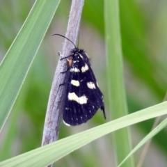 Phalaenoides tristifica at Paddys River, ACT - 7 Jan 2019 12:59 PM