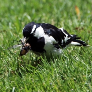 Grallina cyanoleuca at Acton, ACT - 10 Jan 2019