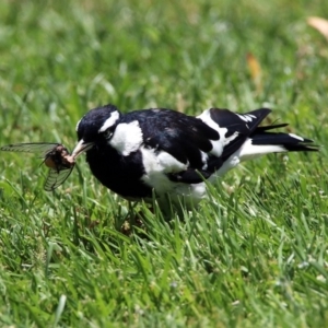 Grallina cyanoleuca at Acton, ACT - 10 Jan 2019