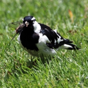 Grallina cyanoleuca at Acton, ACT - 10 Jan 2019 12:42 PM