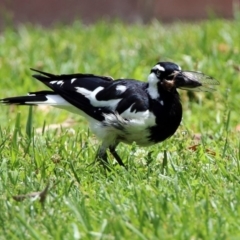 Grallina cyanoleuca at Acton, ACT - 10 Jan 2019