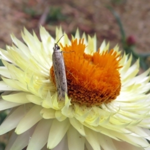 Phycitinae (subfamily) at Acton, ACT - 10 Jan 2019 11:53 AM