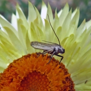 Phycitinae (subfamily) at Acton, ACT - 10 Jan 2019 11:53 AM