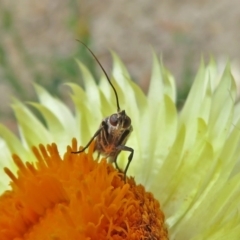 Phycitinae (subfamily) at Acton, ACT - 10 Jan 2019 11:53 AM