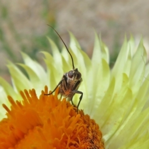 Phycitinae (subfamily) at Acton, ACT - 10 Jan 2019 11:53 AM