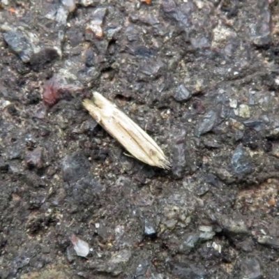 Ardozyga (genus) (Twirler moth (Gelechioidae) at Acton, ACT - 10 Jan 2019 by RodDeb