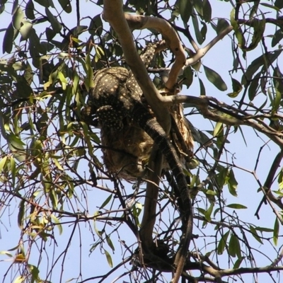 Varanus varius (Lace Monitor) at Gang Gang at Yass River - 4 Dec 2005 by SueMcIntyre