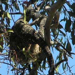 Varanus varius at Yass River, NSW - 4 Dec 2005